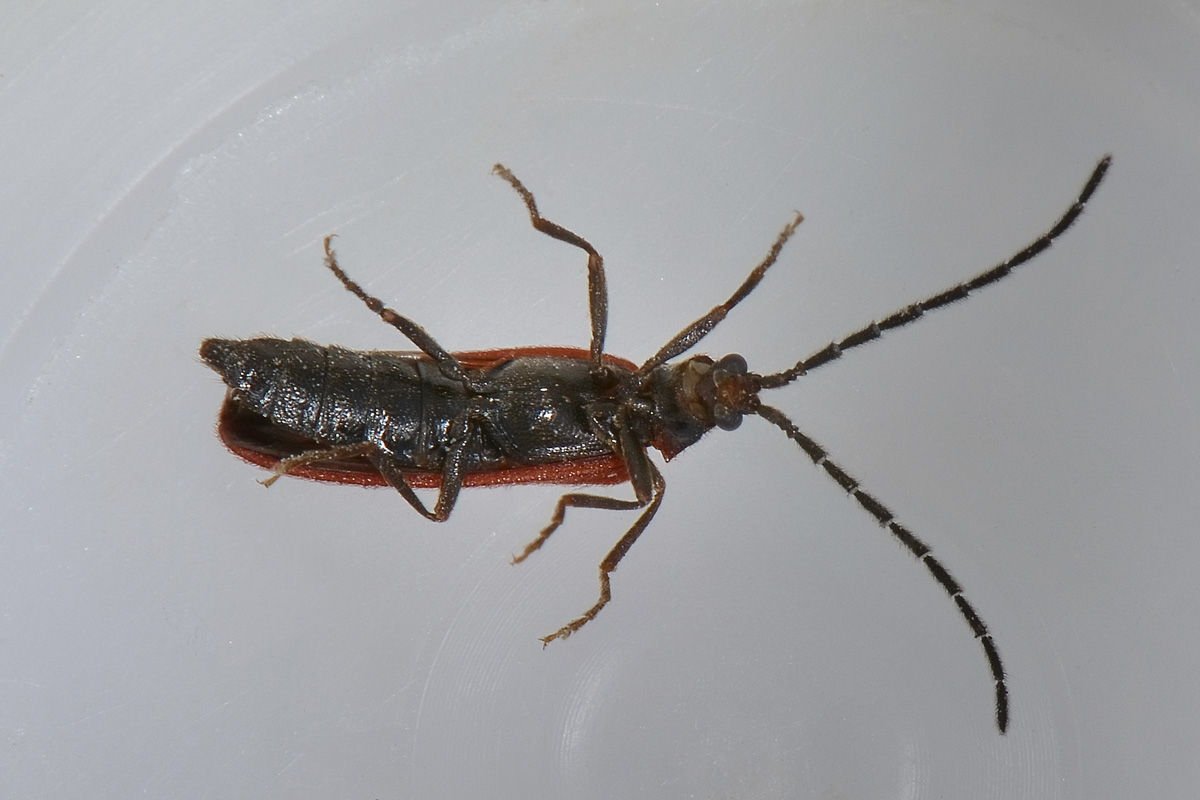 Omalisius taurinensis (cf), Omalisidae